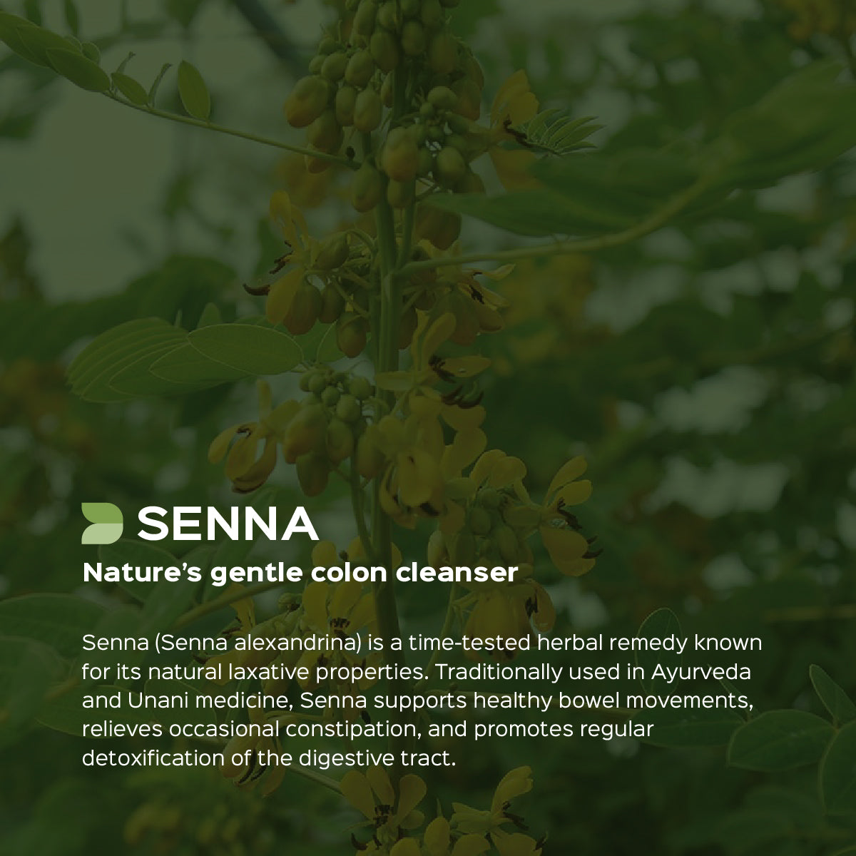 Indian Senna / Sanay Extract 60 Veg Capsules (450mg) 20% Sennoside