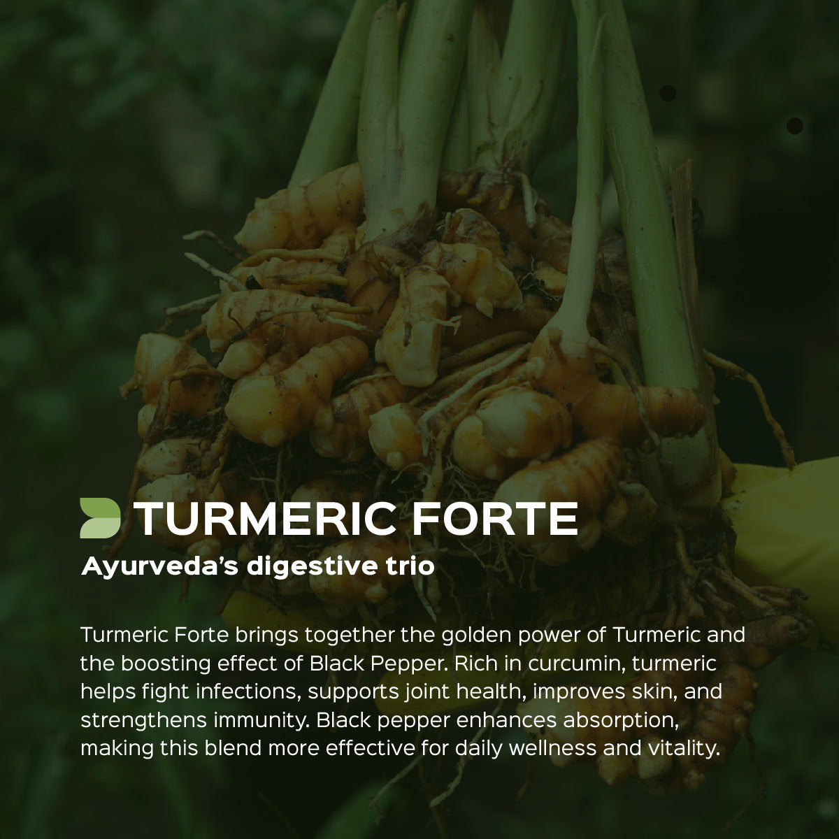 TURMERIC FORTE - Curcumin Capsules with Organic Pepper & Turmeric