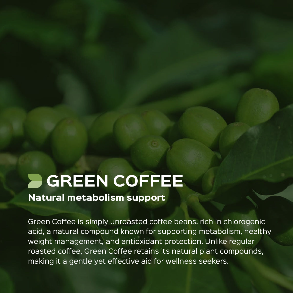 Green Coffee Bean Extract 60 Veg Capsules (450mg)