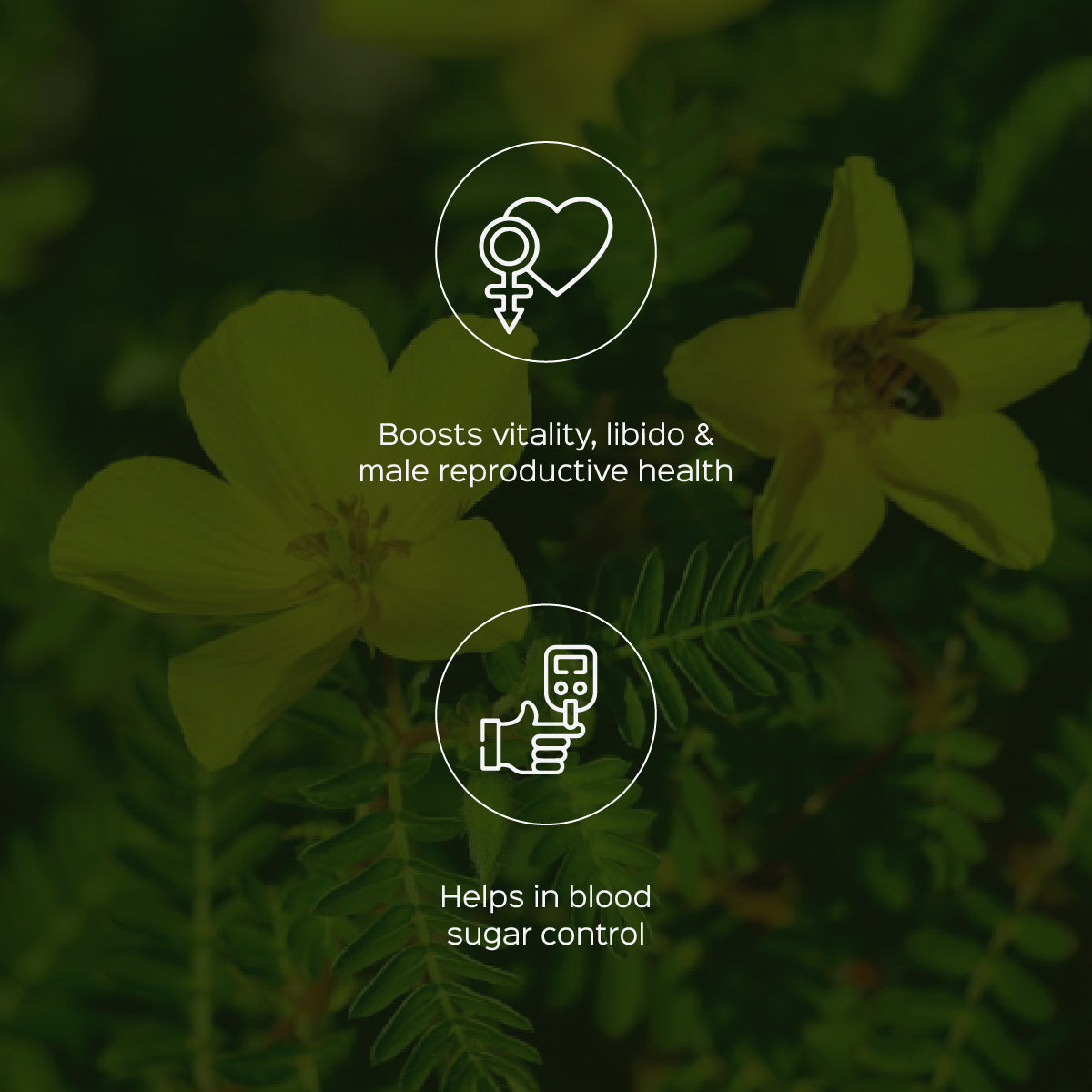 Gokhru / Tribulus Extract 60 Veg Capsules (450mg) 40% Saponins