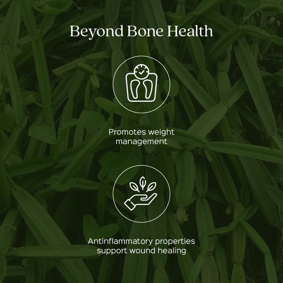 Cissus / Hadjod Extract 60 Veg Capsules (450mg)  2.5% 3-keto steroids