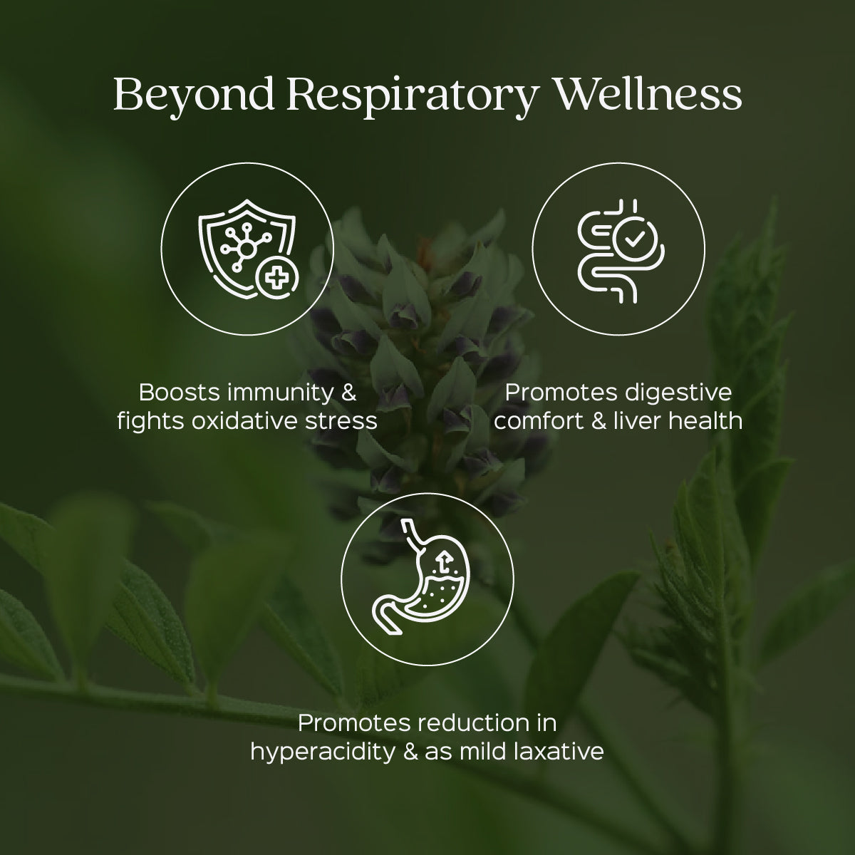 Licorice root / Mulethi extract 60 Veg Capsules (450mg) 25% Glycyrrhizin