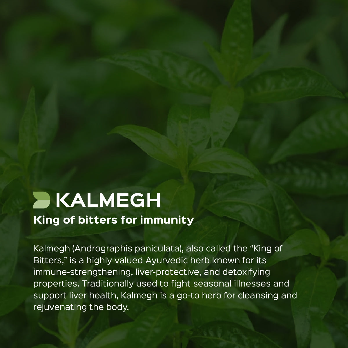 Andrographis /  Kalmegh Extract 60 Veg Capsules (450mg) 20% Andrographolides by HPLC