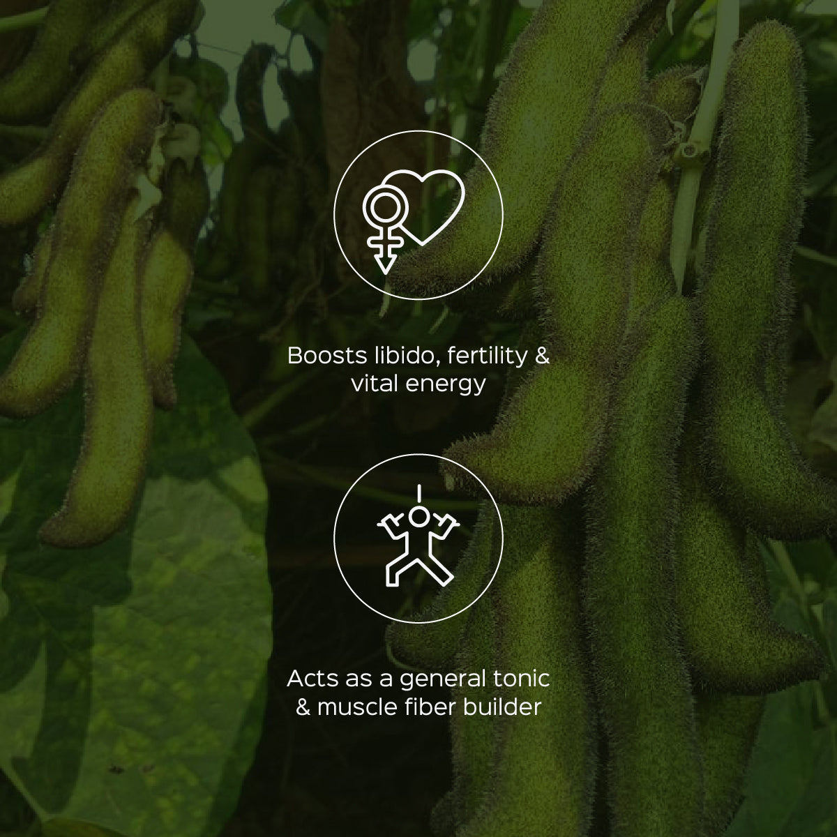 Mucuna / Kaunch beej Extract 60 Veg Capsules (450mg) 15% L-Dopa by HPLC