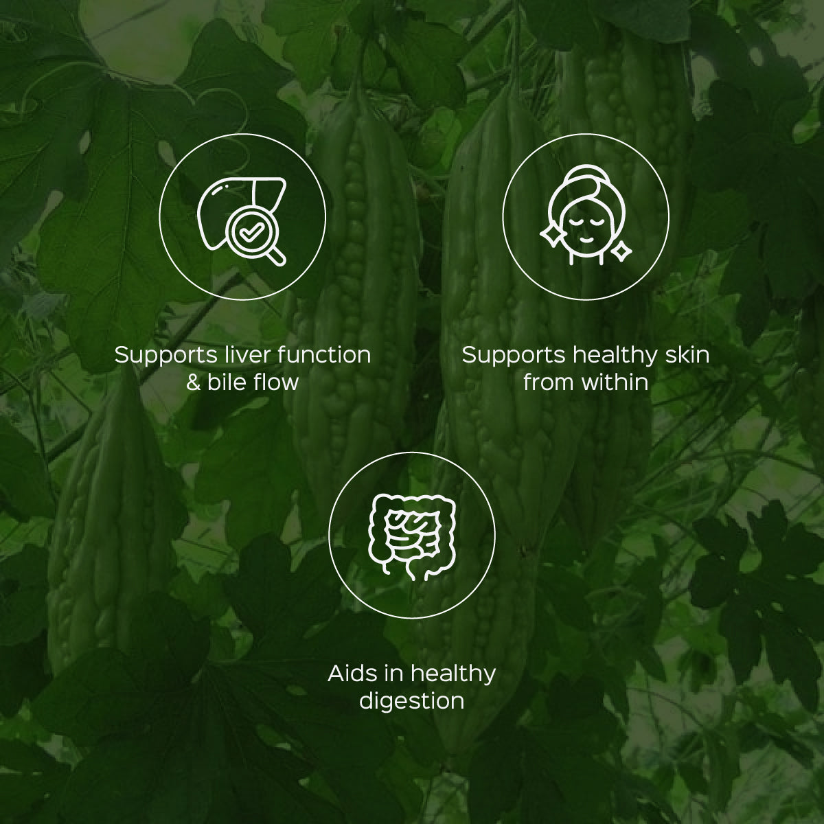 Bitter melon / Karela Extract 60 Veg Capsules (450mg) 5% Bitters