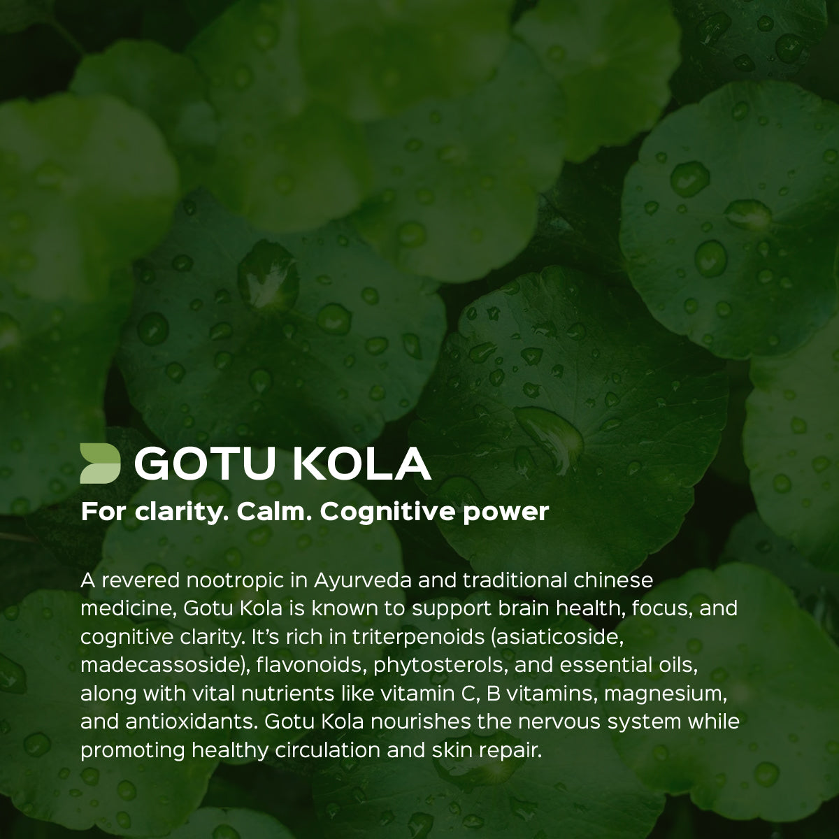 Gotu Kola / Mandukparni / Centella Asiatica Extract 60 Veg Capsules (450mg) 30% Saponins