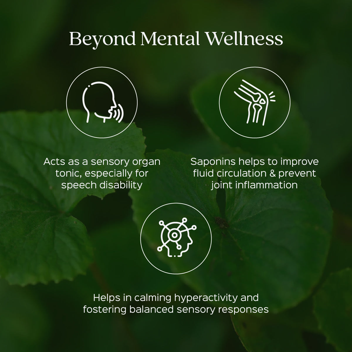 Gotu Kola / Mandukparni / Centella Asiatica Extract 60 Veg Capsules (450mg) 30% Saponins