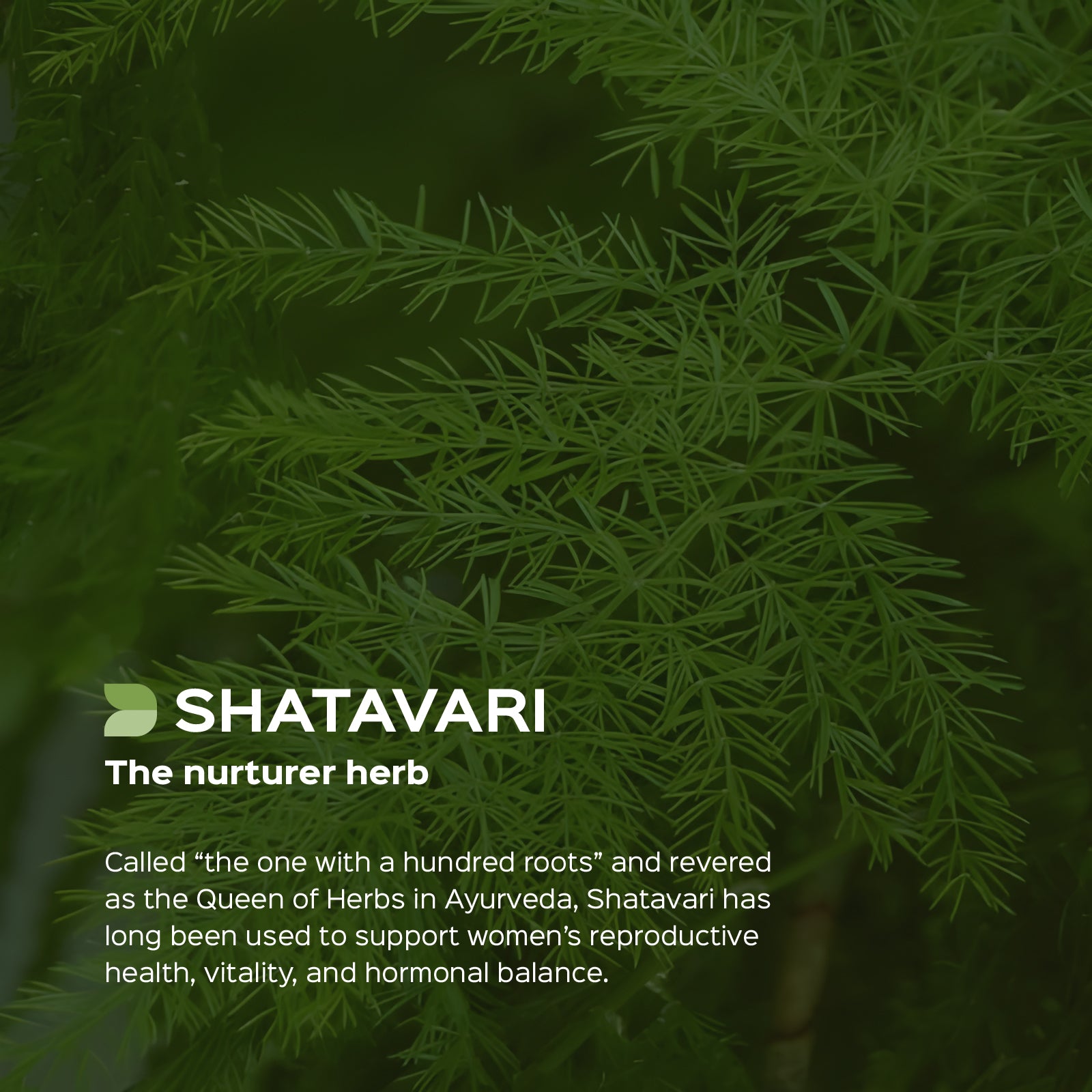 Shatavari (Asparagus Racemosus) dry Extract - 40% Saponnins by Gravimetry