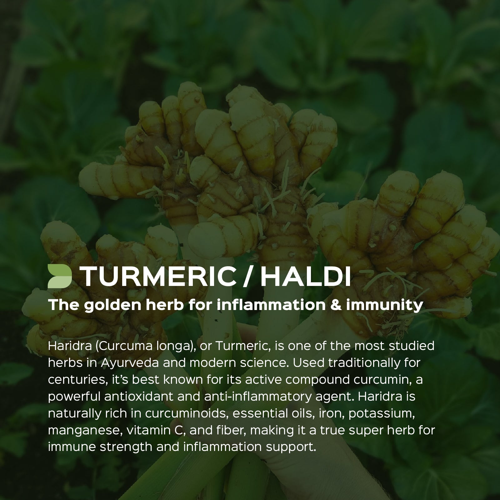 Turmeric / Haldi (Curcuma longa) dry Extract - 20% Total Curcumin by HPLC