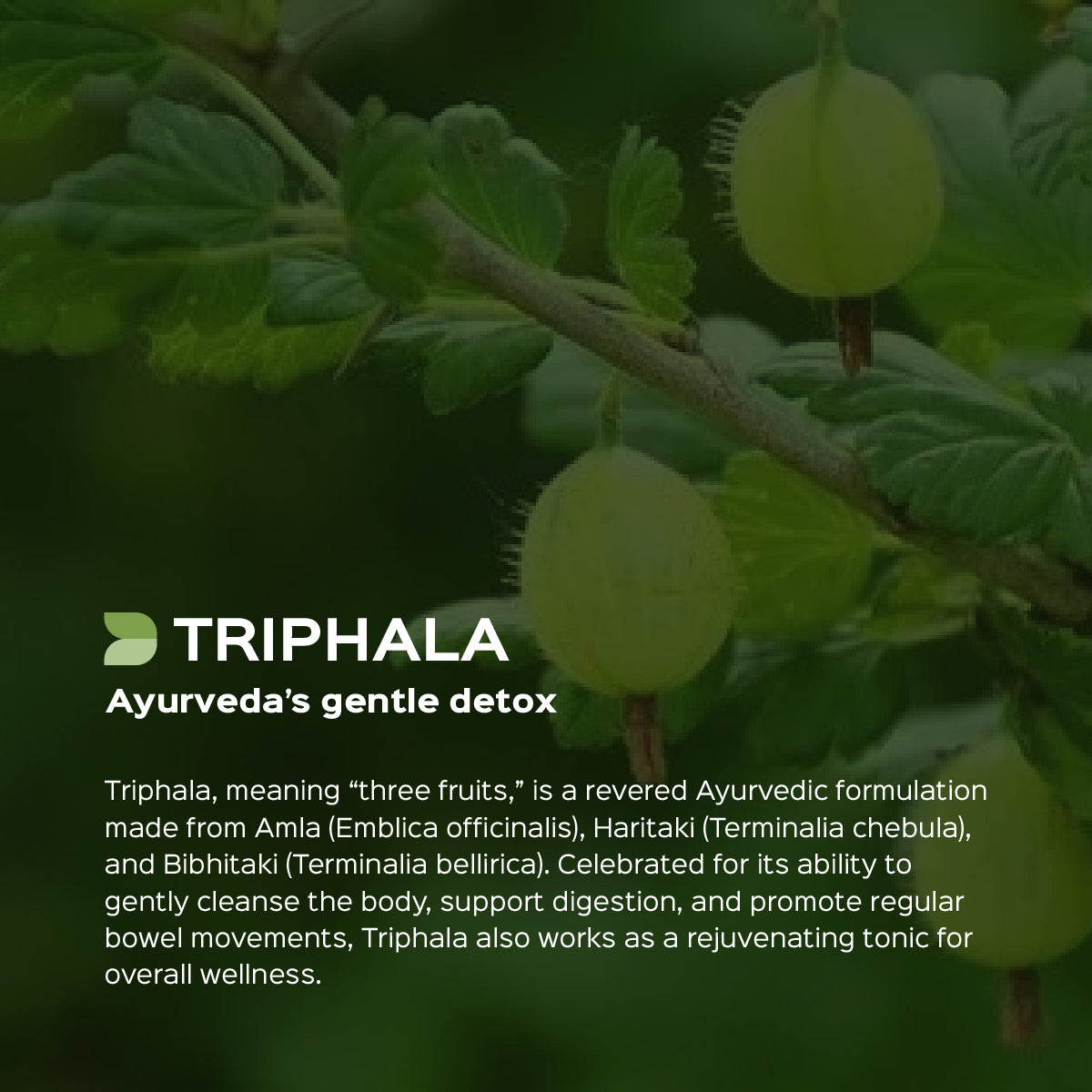 Triphala Fruit Powder  Amla + Haritaki + Bibhitaki