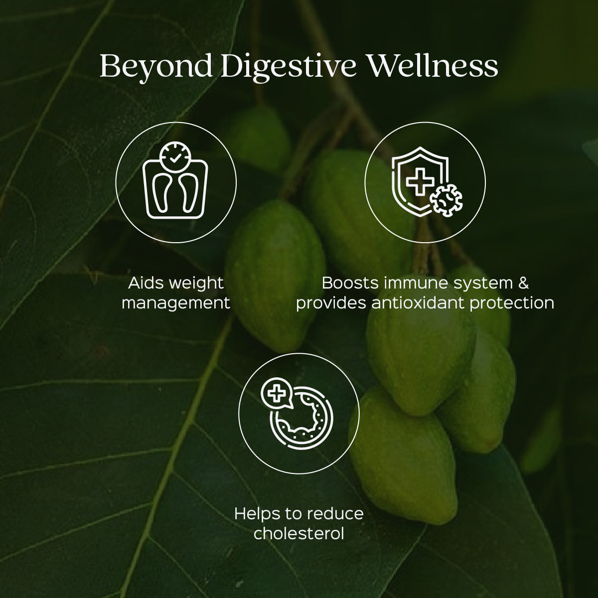 Triphala Fruit Powder  Amla + Haritaki + Bibhitaki