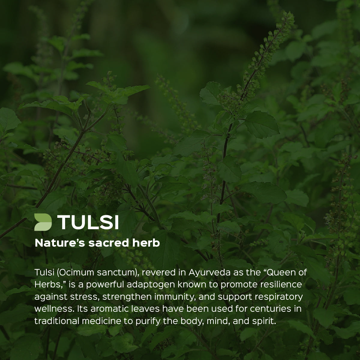 Tulsi Leaves Powder  Ocimum Sanctum