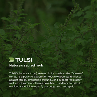 Tulsi Leaves Powder  Ocimum Sanctum