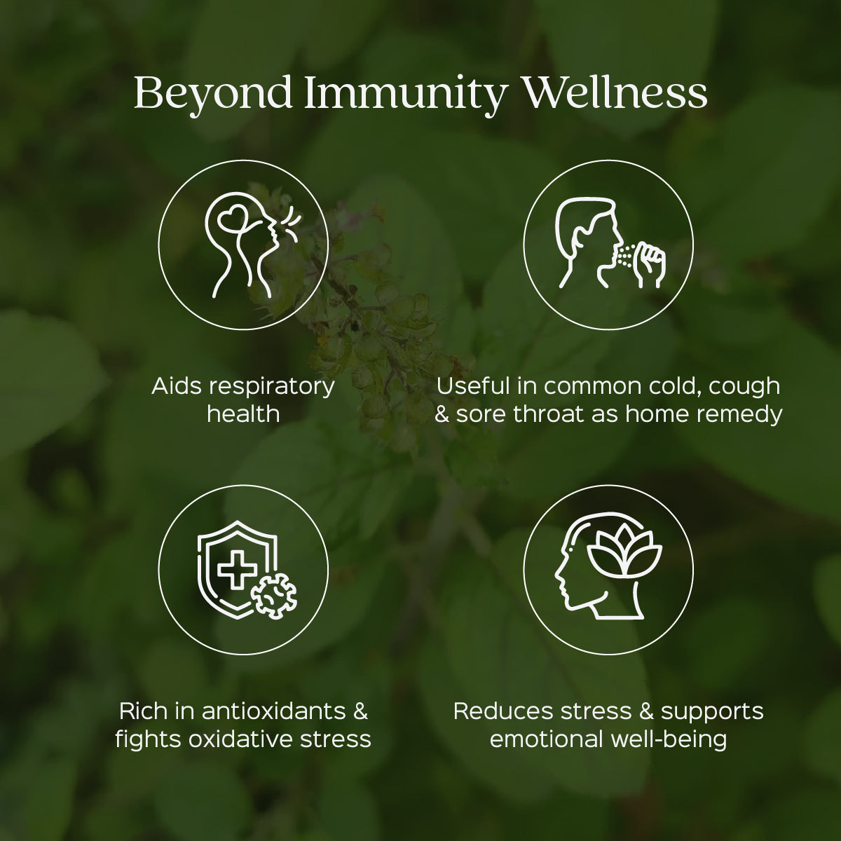 Tulsi Leaves Powder  Ocimum Sanctum