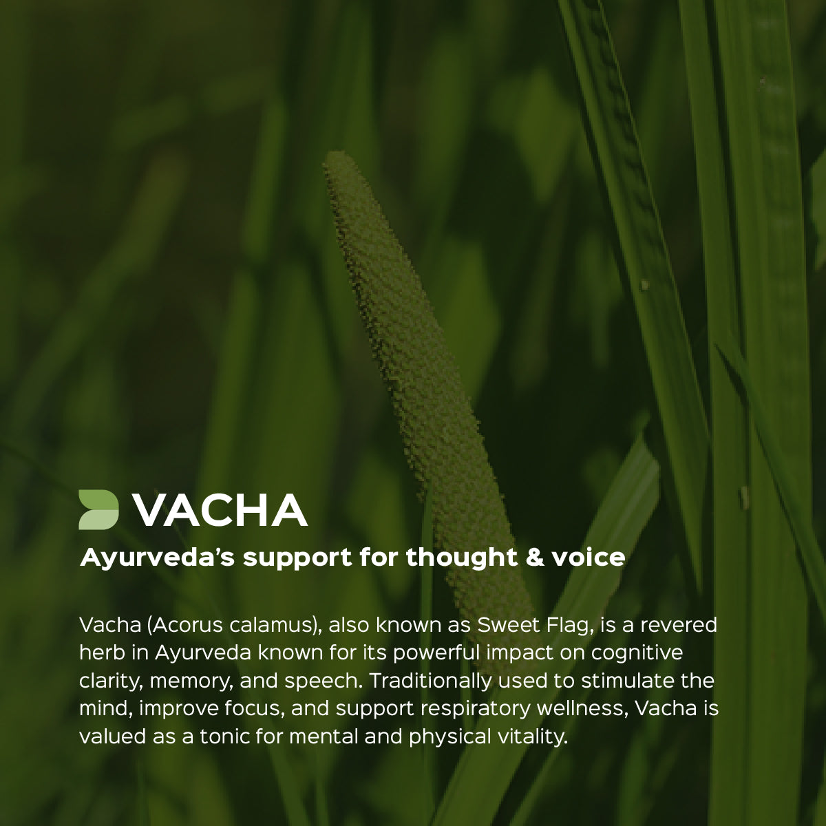 Vacha Root Powder  Acorus Calamus