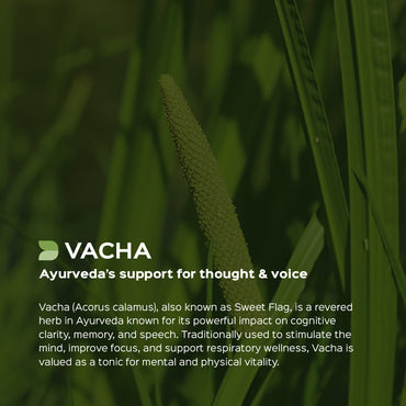 Vacha Root Powder  Acorus Calamus