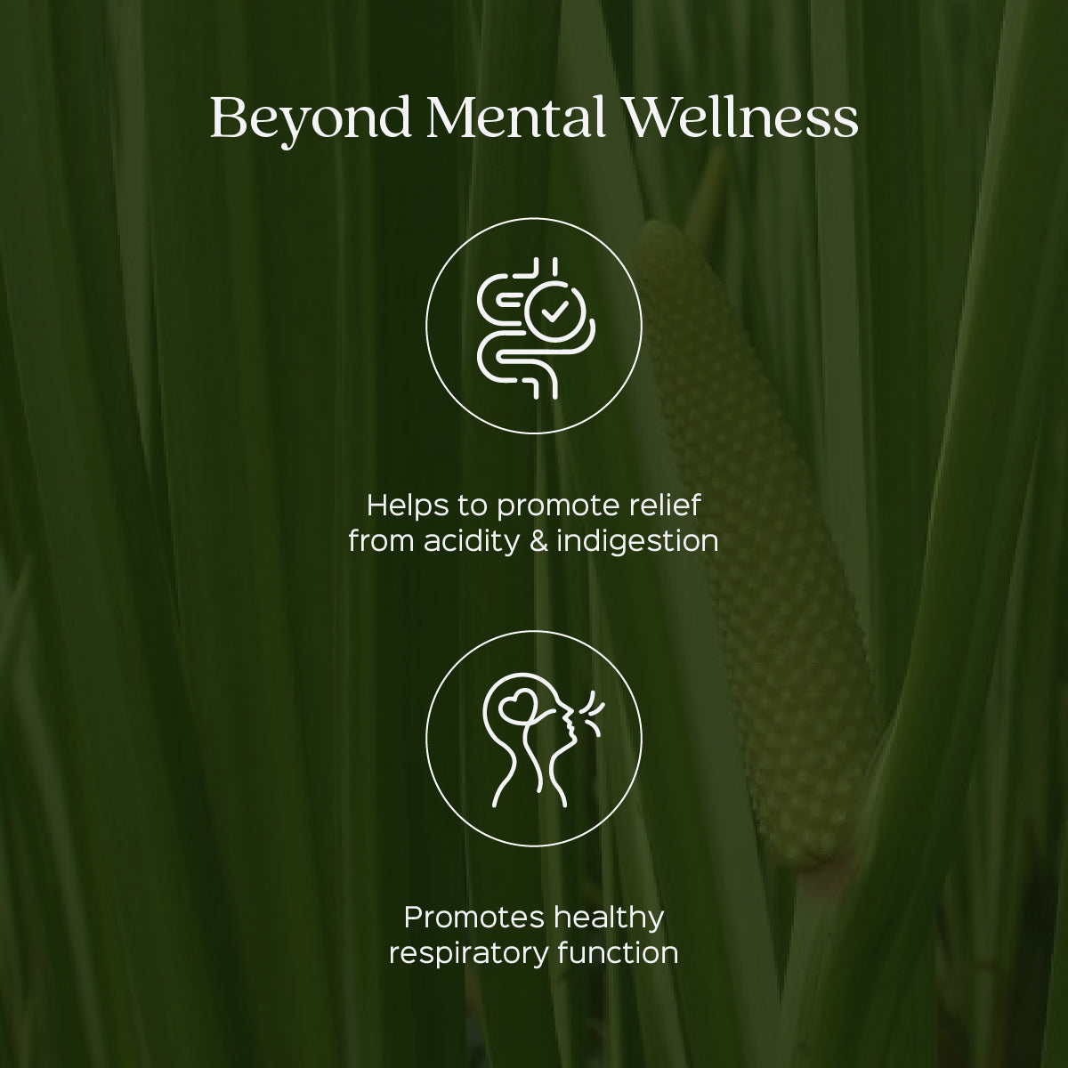 Vacha Root Powder  Acorus Calamus