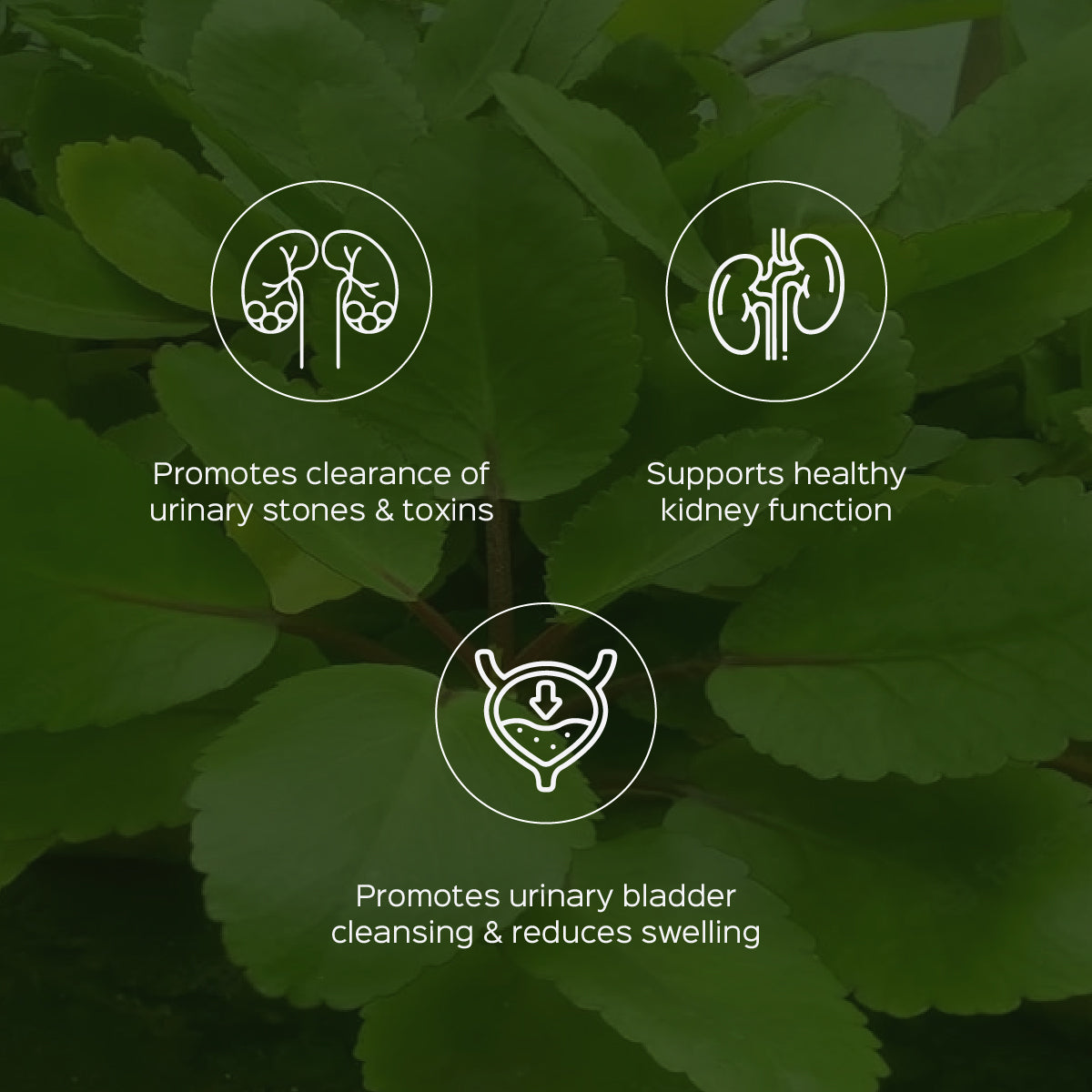 Pashanbhed Root Powder  Saxifraga ligulata