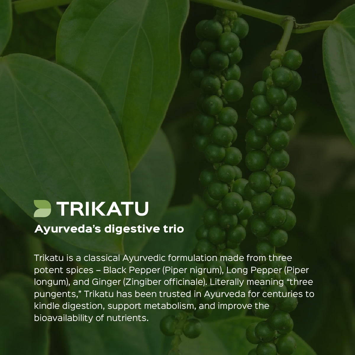 Trikatu Root & Fruits Powder  GINGER + KALIMIRI + PIPPALI