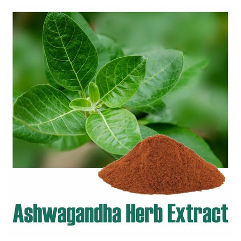 Ashwagandha (Withania somnifera) Dry Extract Herb - 5% Total Withanolides by HPLC