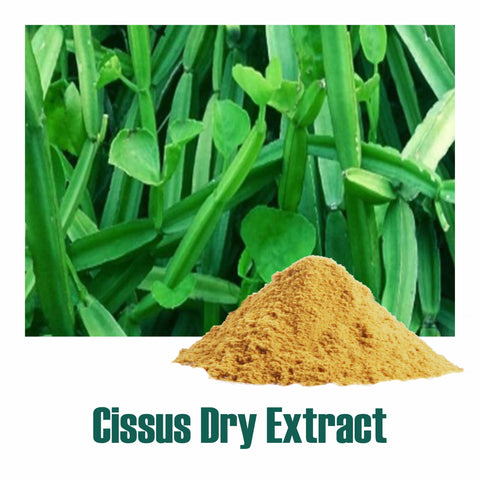 Hadjod (Cissus Quadragularis) dry Extract - 2.5% 3-Keto steroids by Gravimetry