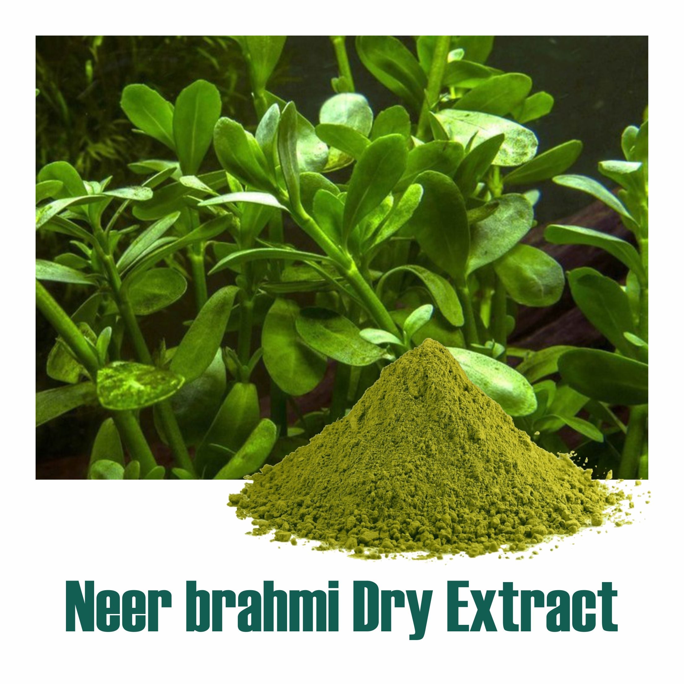 Brahmi (Bacopa Monnieri) Dry Extract - 20% Bacosides by UV