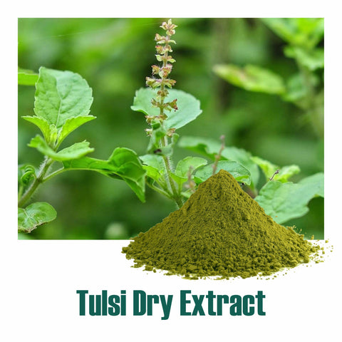 Holy Basil / Tulsi (Ocimum Sanctum) Dry Extract - 2.5% Total Usrolic Acid by HPLC